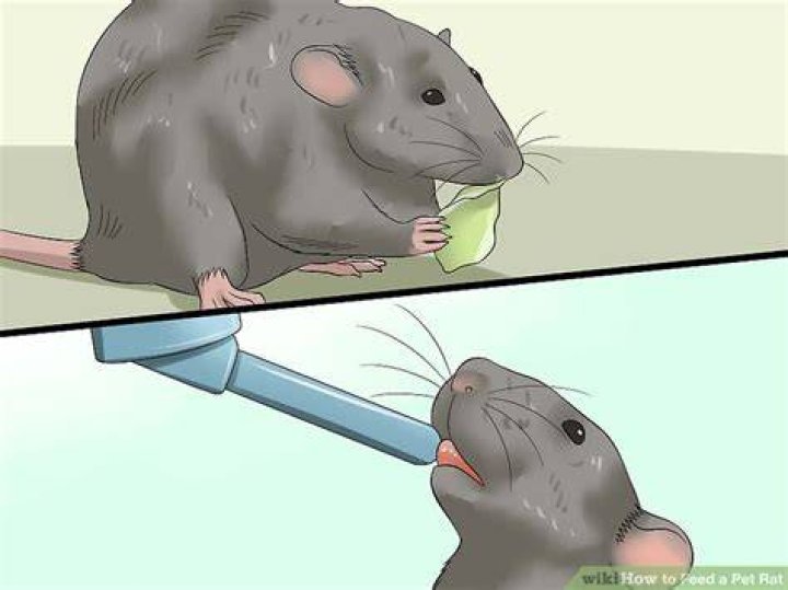 Don&rsquo;t Feed the Rat: How to Spot and Stop Bullying