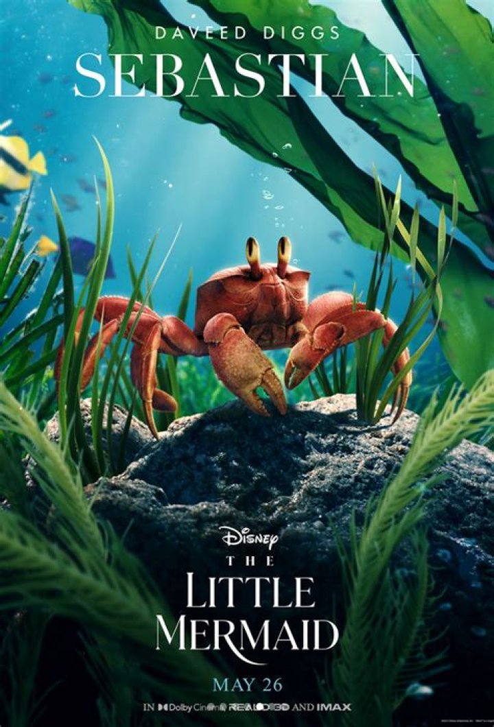 What kind of animal is Sebastian Little Mermaid? – Celebrity